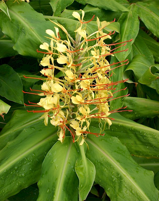 Hedychium gardnerianum