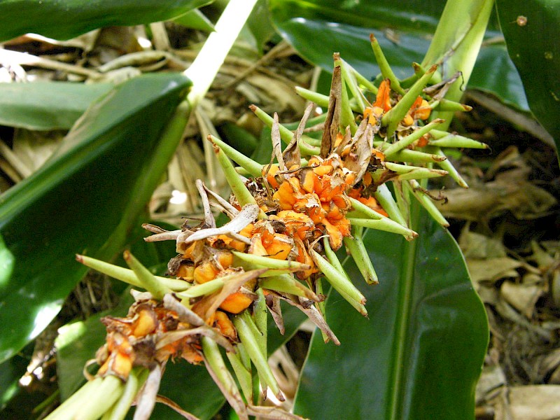 Hedychium gardnerianum