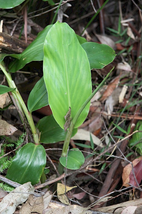 Hedychium gardnerianum