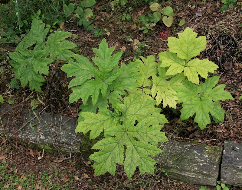 Heracleum mantegazzianum