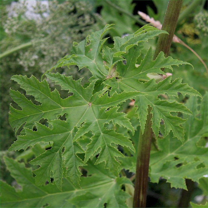 Heracleum mantegazzianum