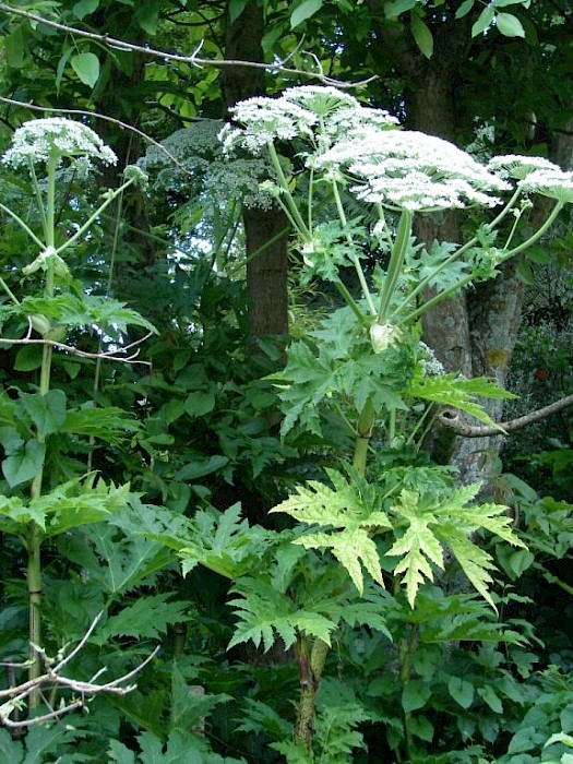 Heracleum mantegazzianum