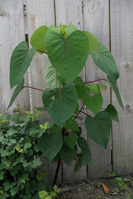Homalanthus populifolius