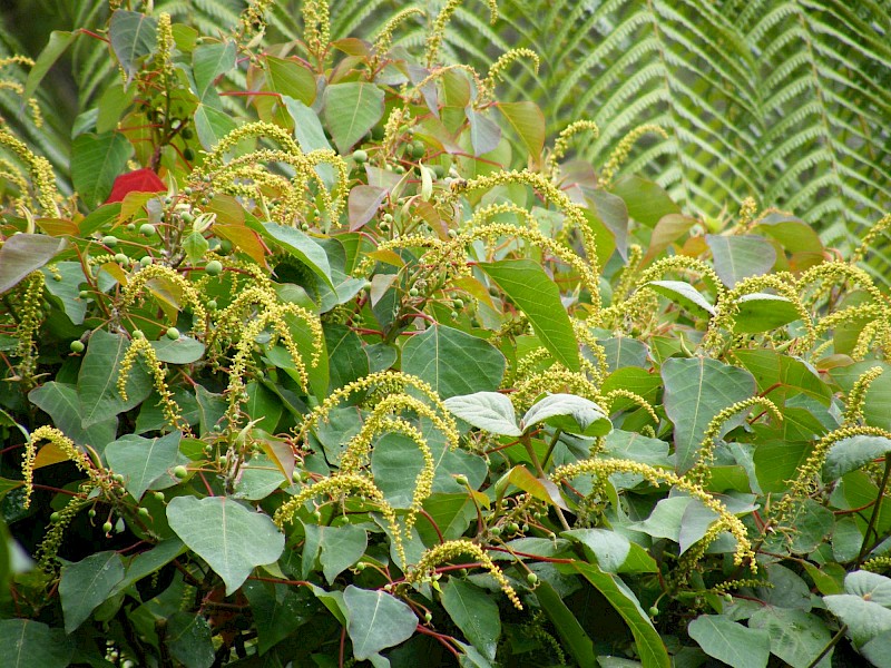 Homalanthus populifolius