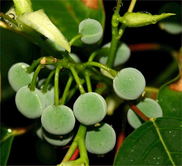 Homalanthus populifolius