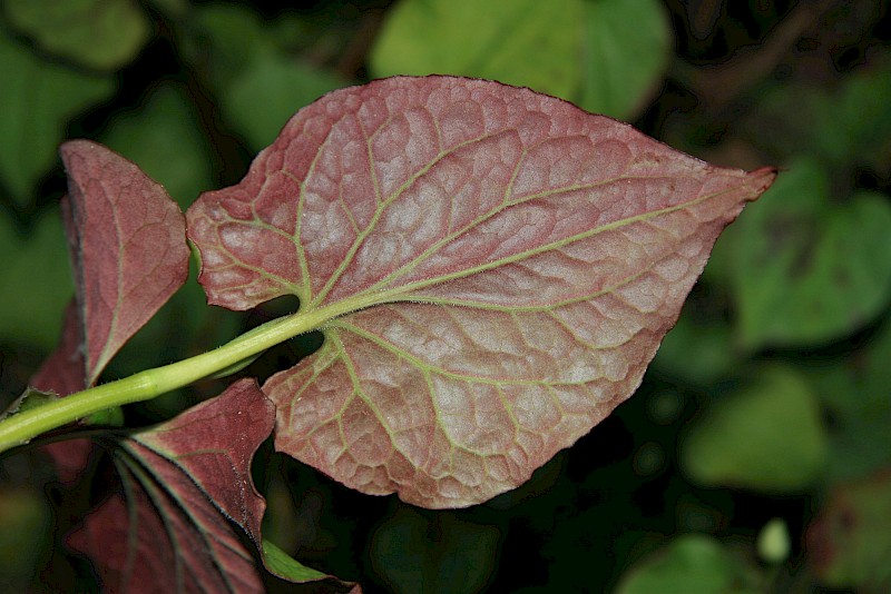 Houttuynia cordata
