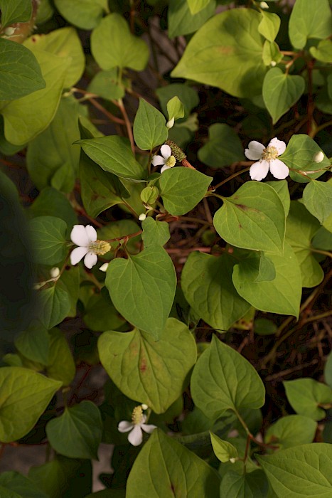 Houttuynia cordata