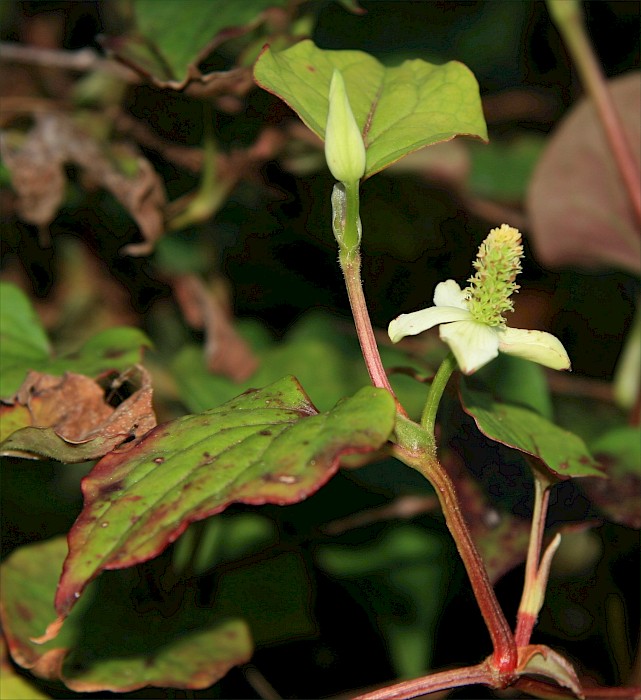 Houttuynia cordata