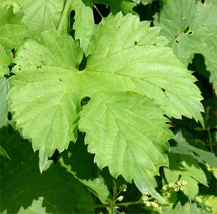 Humulus lupulus