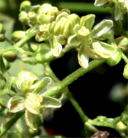 Humulus lupulus