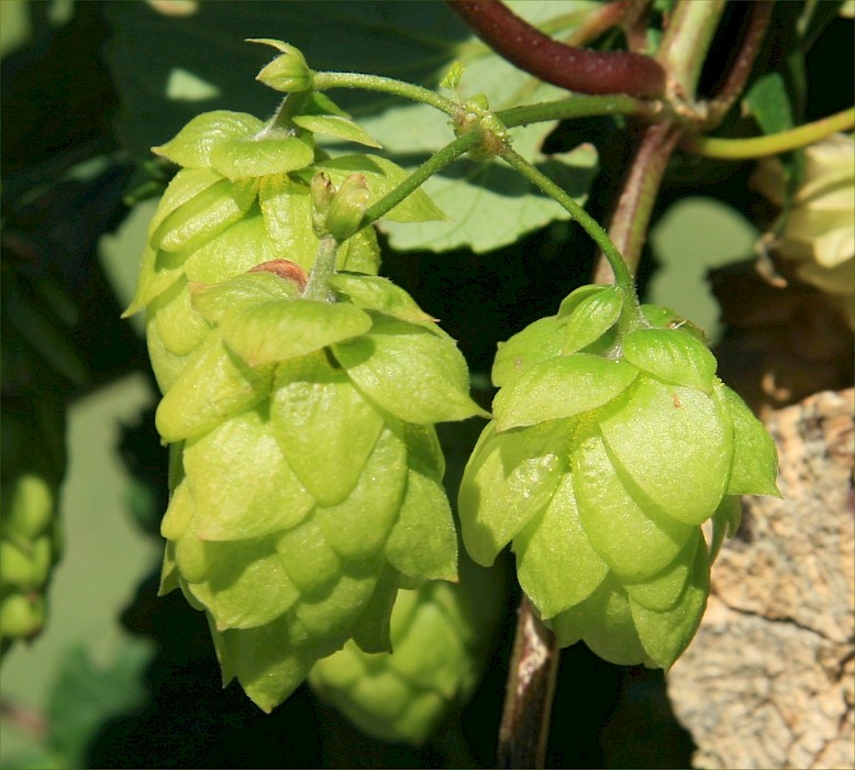 Humulus lupulus