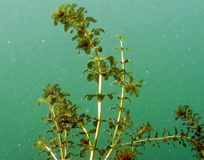 Hydrilla verticillata
