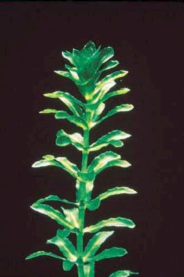 Hydrilla verticillata