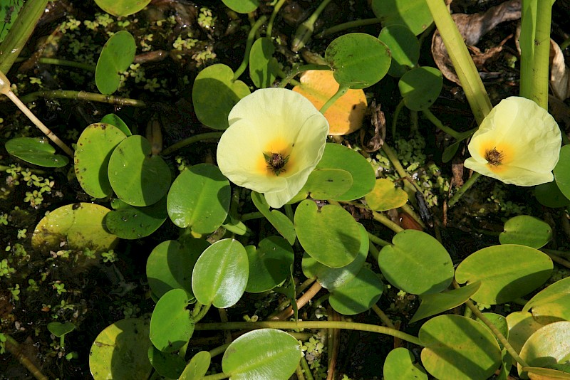 Hydrocleys nymphoides