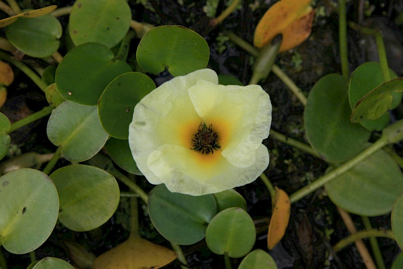 Hydrocleys nymphoides