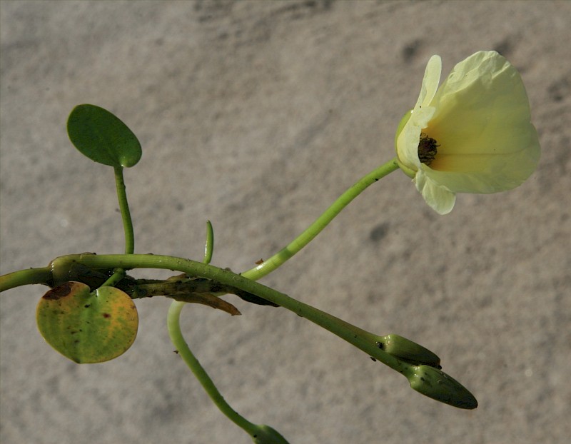 Hydrocleys nymphoides