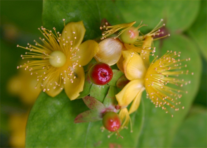 Hypericum androsaemum