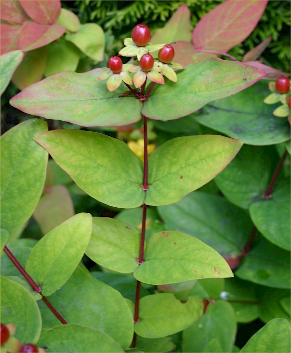 Hypericum androsaemum