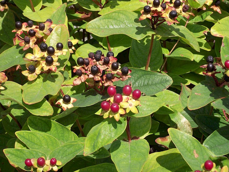 Hypericum androsaemum