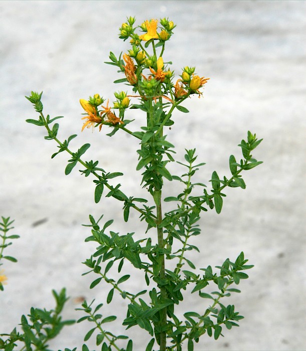 Hypericum perforatum