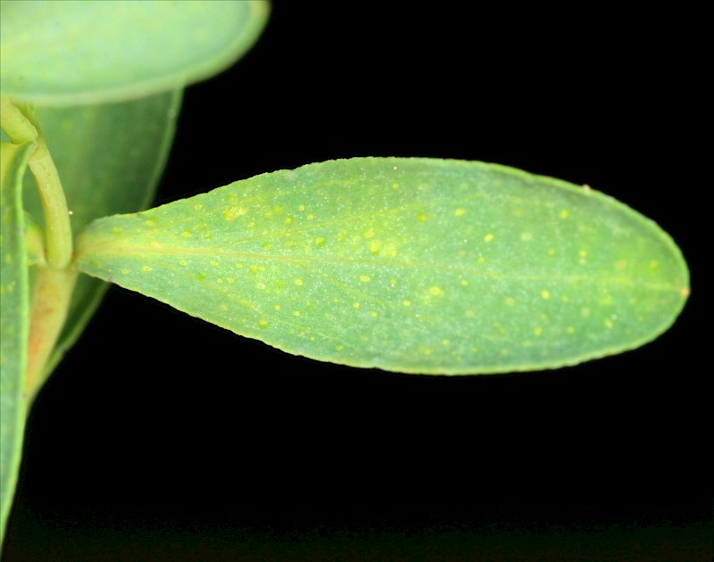 Hypericum perforatum