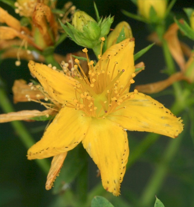 Hypericum perforatum