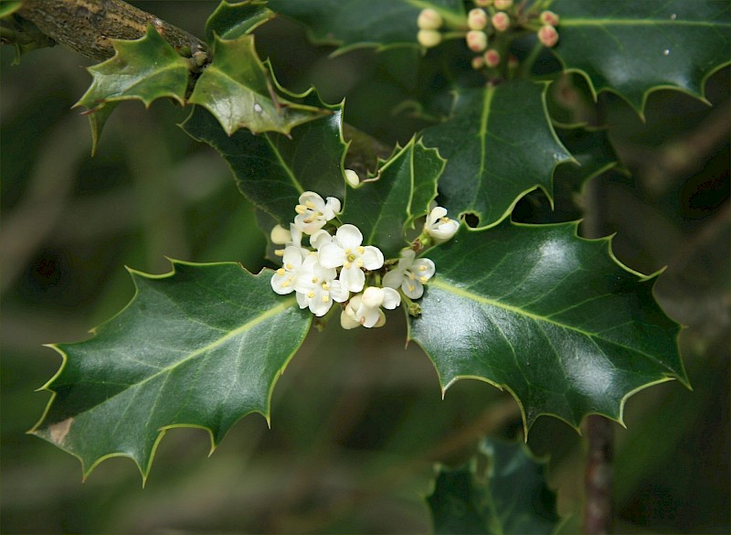 Ilex aquifolium