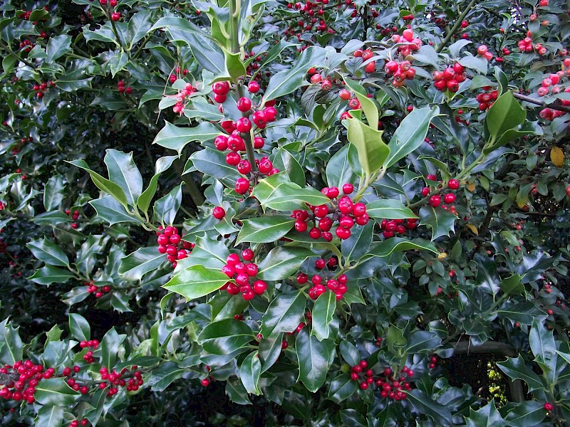 Ilex aquifolium