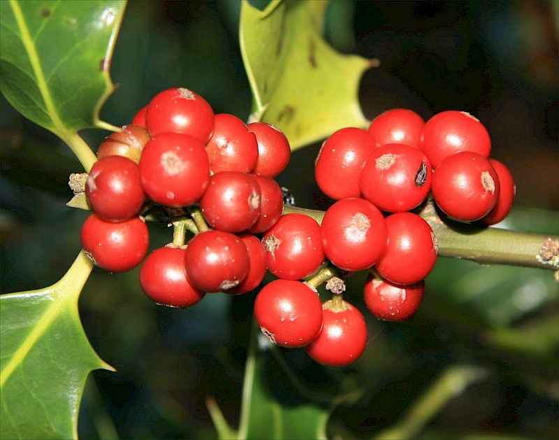 Ilex aquifolium