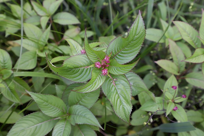 Impatiens glandulifera