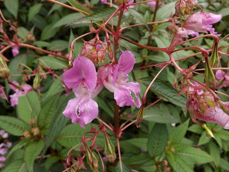 Impatiens glandulifera