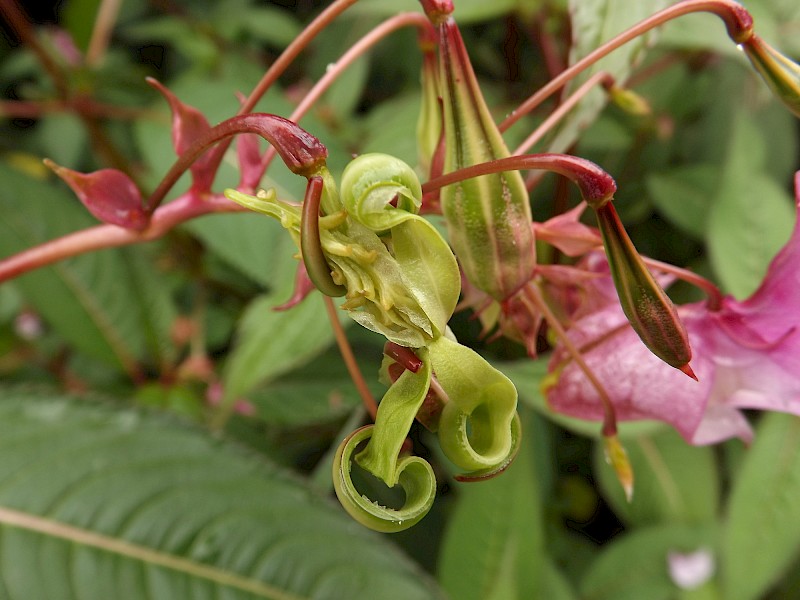 Impatiens glandulifera