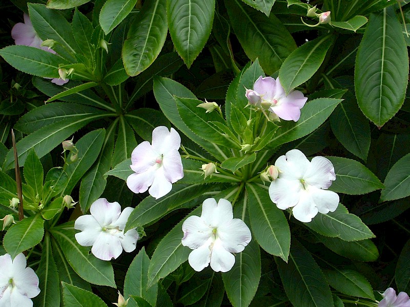 Impatiens sodenii