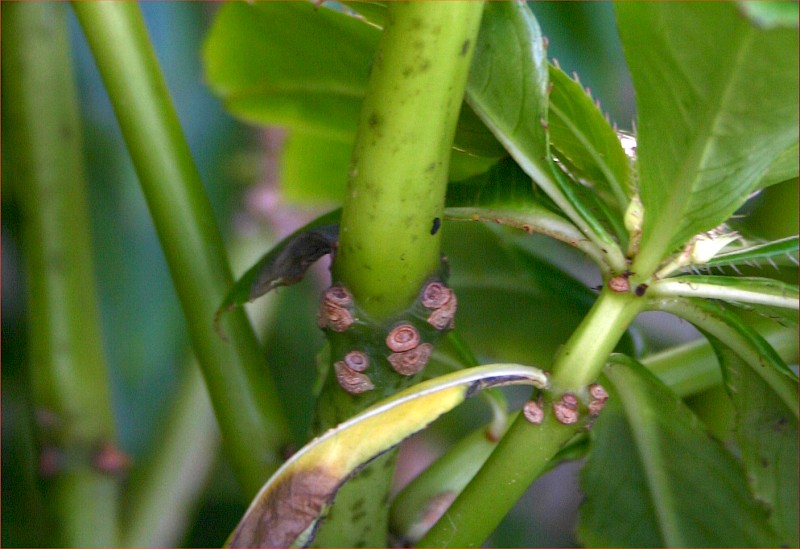 Impatiens sodenii