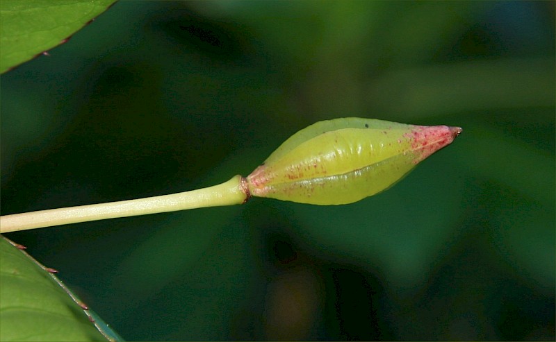 Impatiens sodenii