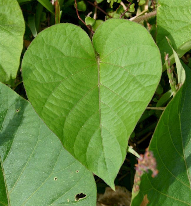 Ipomoea indica