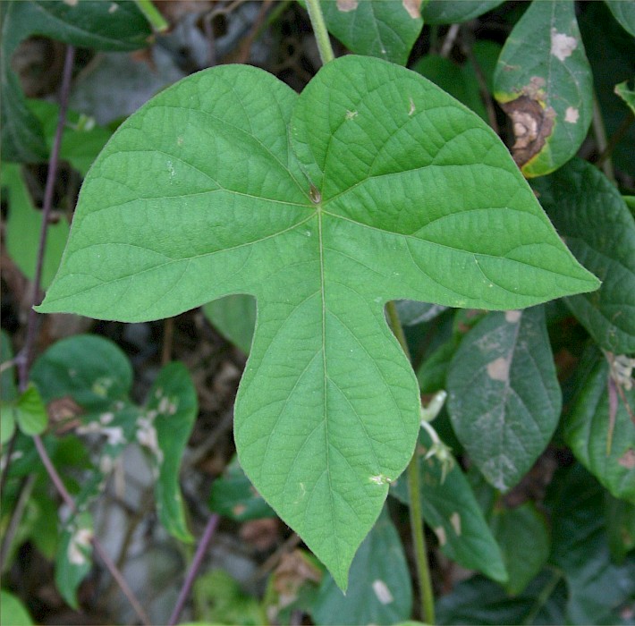 Ipomoea indica