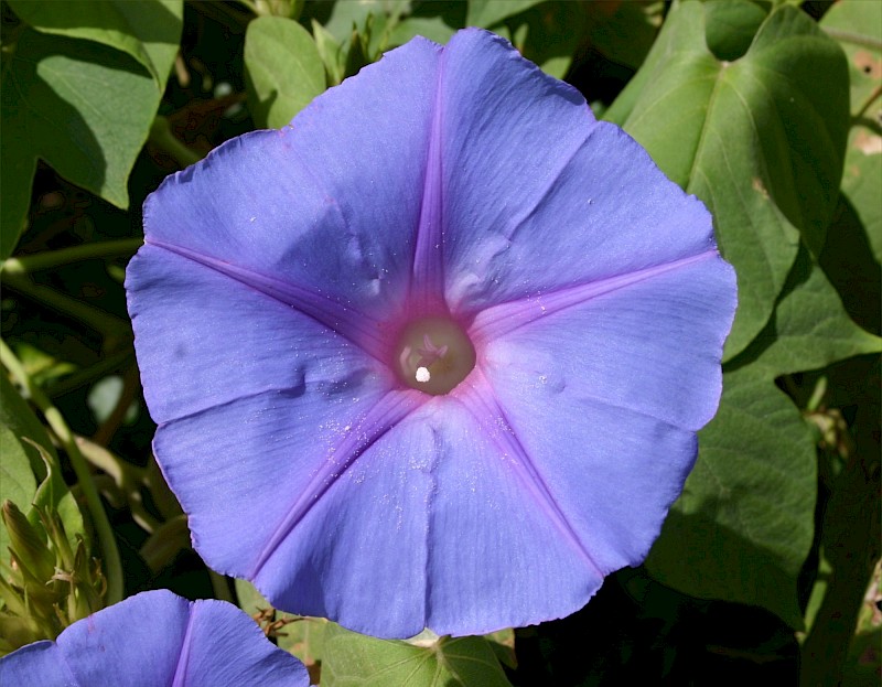 Ipomoea indica