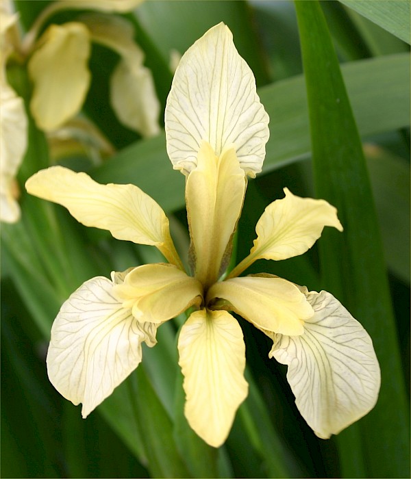 Iris foetidissima