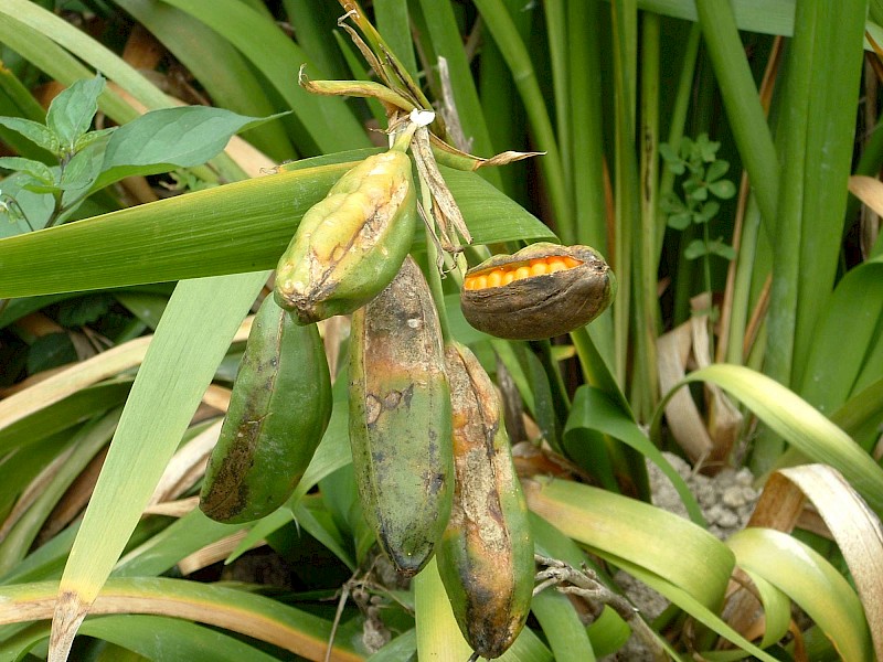 Iris foetidissima