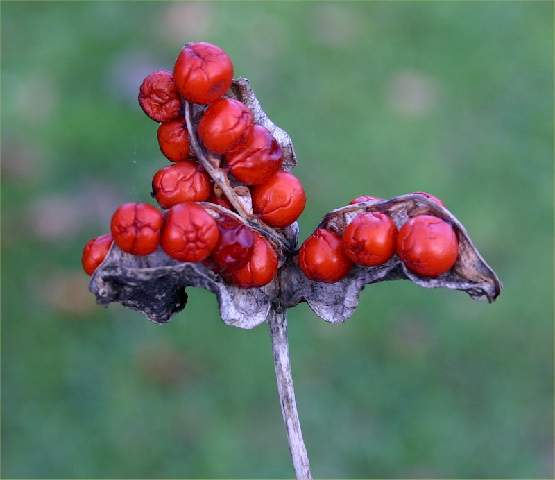 Iris foetidissima