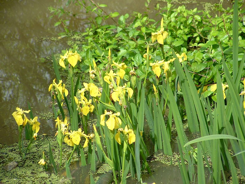 Iris pseudacorus