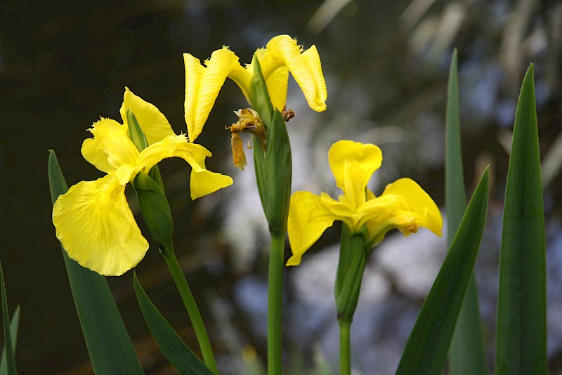 Iris pseudacorus