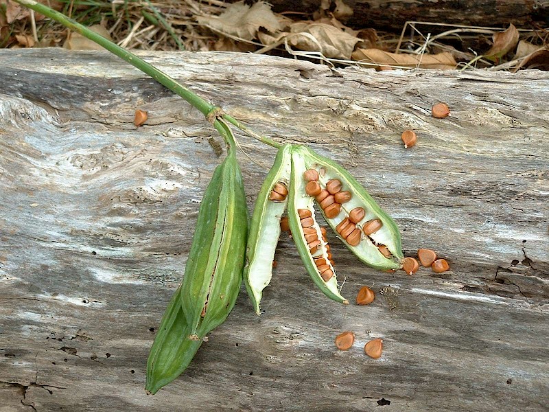 Iris pseudacorus