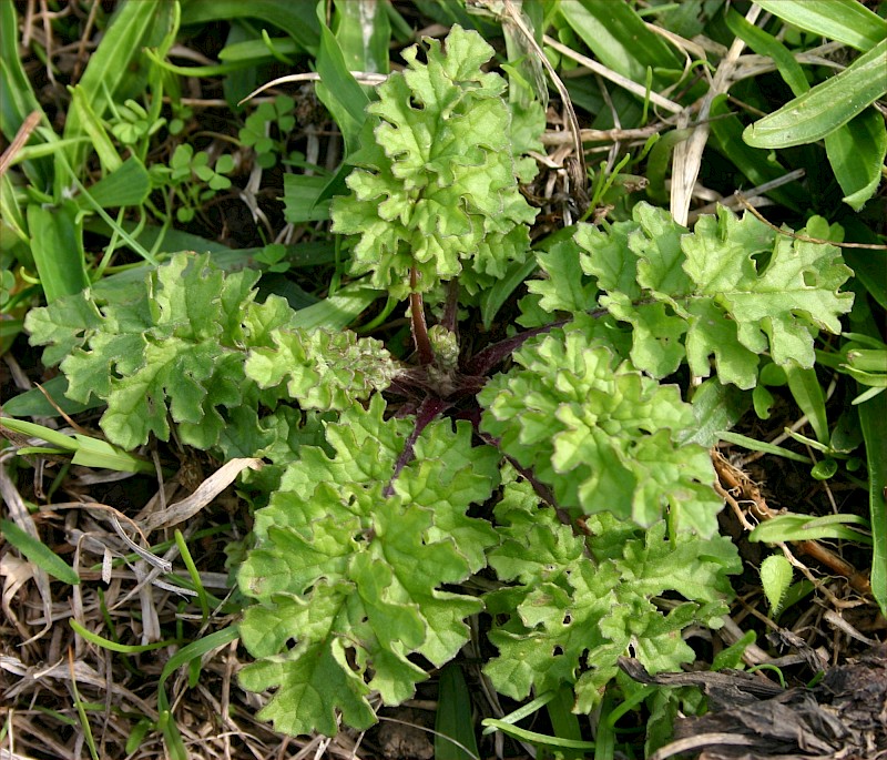 Jacobaea vulgaris