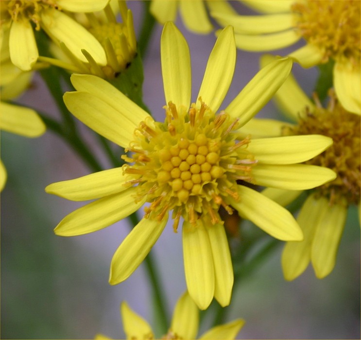 Jacobaea vulgaris