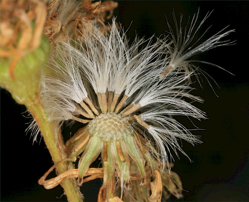 Jacobaea vulgaris