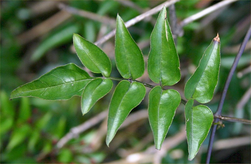 Jasminum polyanthum