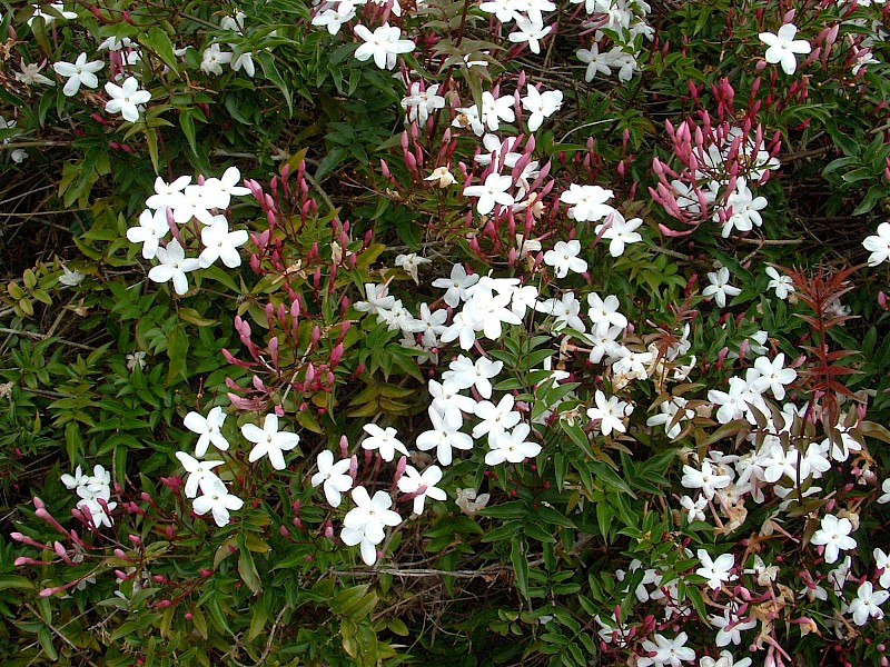 Jasminum polyanthum