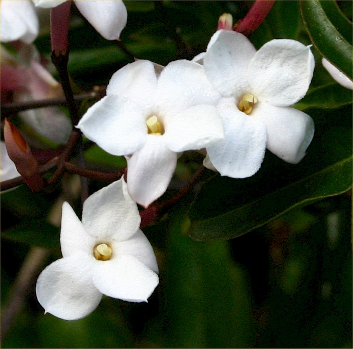 Jasminum polyanthum